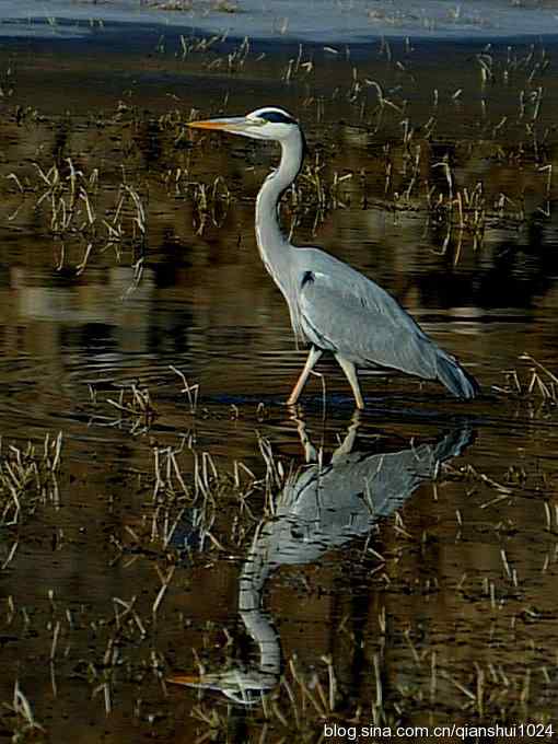 苍鹭抓鱼记(十渡)