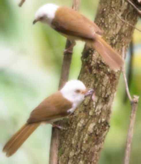 白头鸟系列：另类的美丽5