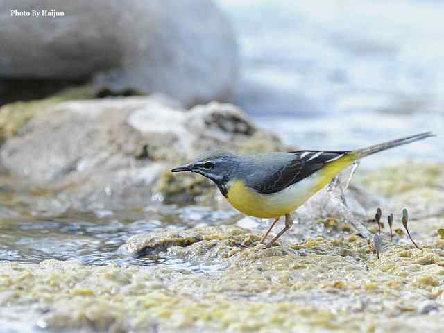 房山十渡(灰鹡鸰) 房山十渡(灰鹡鸰)