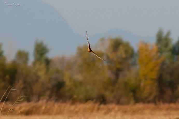 角百灵 wbr野鸭湖的一天
