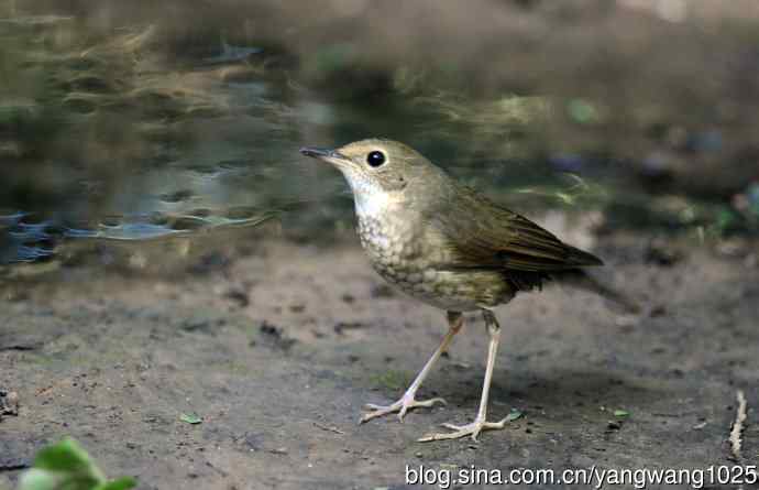 雌性蓝歌鸲（3）