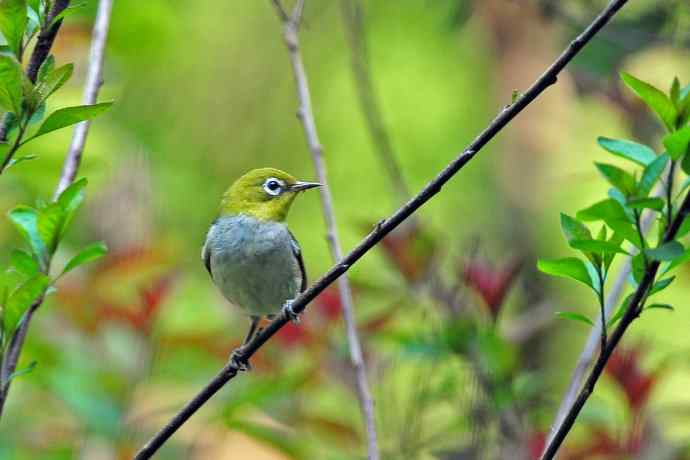 红胁绣眼鸟(8) 红胁绣眼鸟(8)
