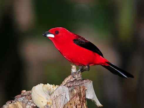 极品红色鸟类：巴西仲嘴雀