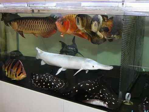 鱼类活化石:鳄雀鳝 鱼类活化石:鳄雀鳝