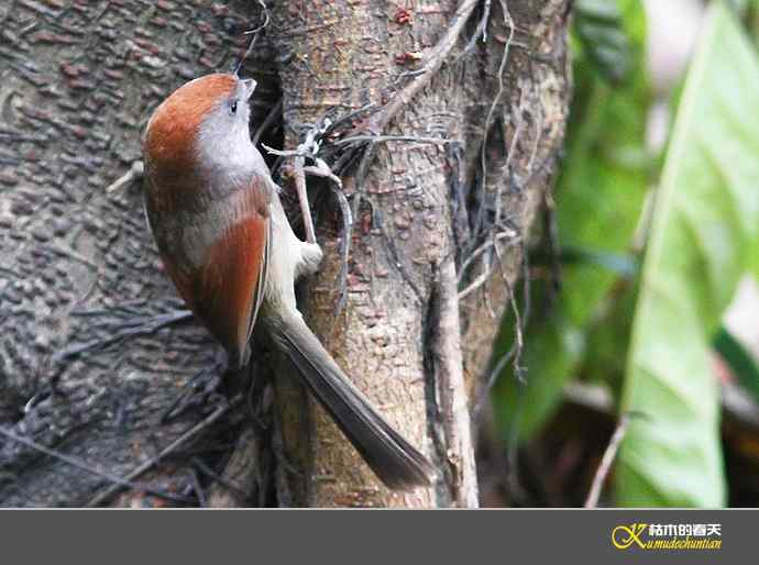 小鸟随拍【实拍】