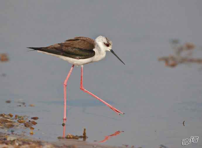 官厅水库&nbsp;wbr路&nbsp;wbr黑翅长脚鹬