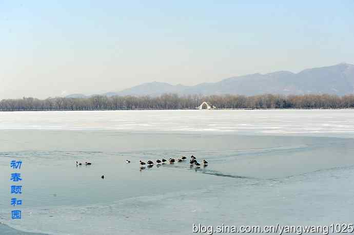 北京颐和园的鸟类——颐和园的收获（小PT）