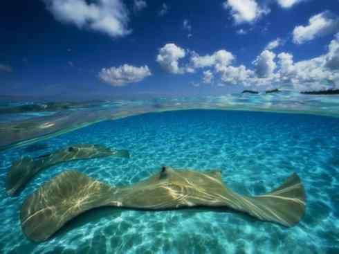 自然奇观：动物大迁徙(鲼)