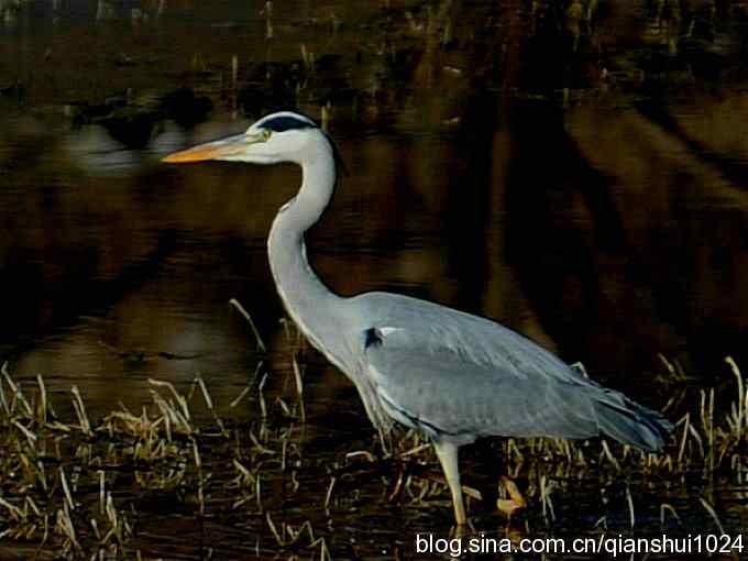 苍鹭抓鱼记(十渡)