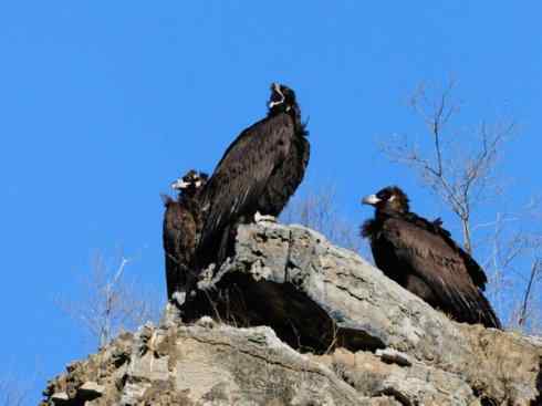 鸟类之最:大秃鹫