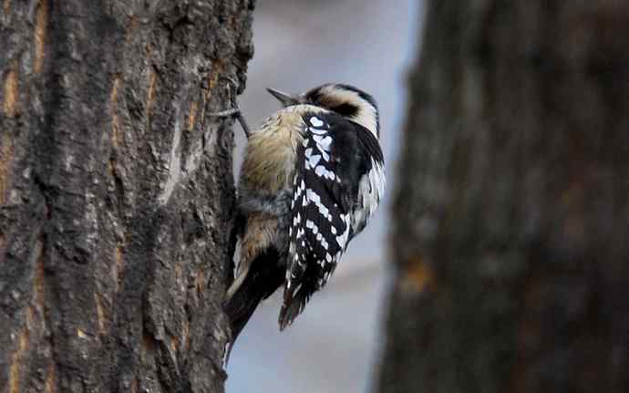 北京植物园赏鸟（十八），星头啄木鸟（组图）