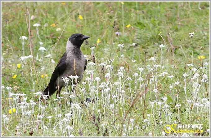 记录星鸦、达乌里寒鸦、小嘴乌鸦【照片】