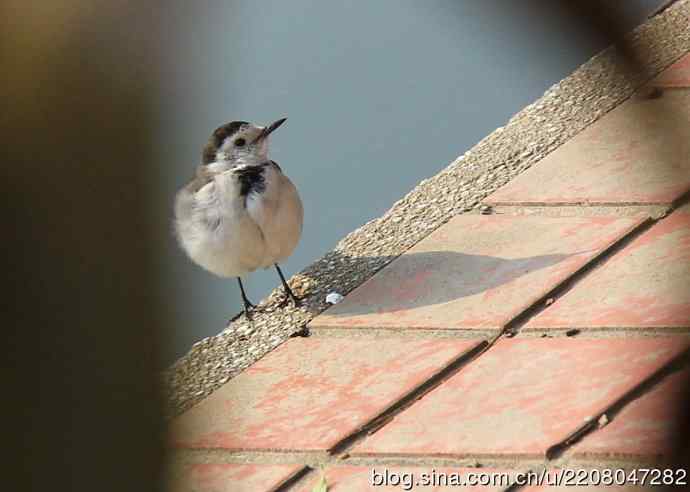 151.圣诞节送上12月份拍新鸟