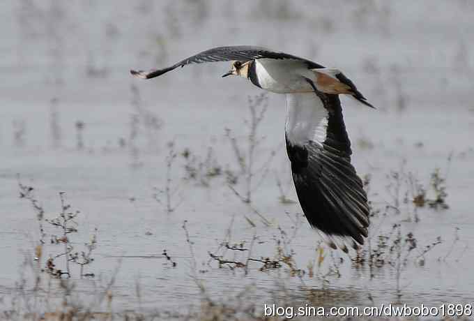飞翔的凤头麦鸡