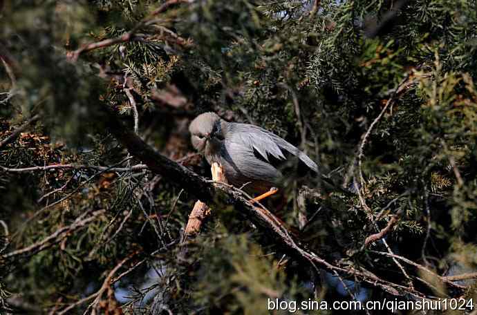 丝光椋鸟树上的尴尬(天坛)