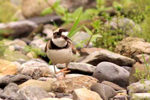 长嘴剑鸻竟然会诈伤 长嘴剑鸻竟然会诈伤