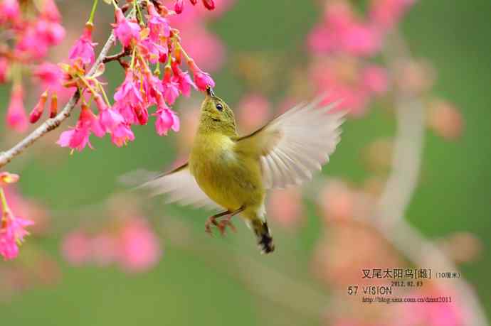 叉尾太阳鸟MM爱悬停