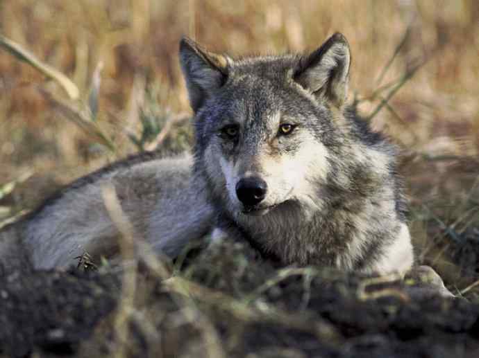 犬科：犬亚科犬属之澳洲野犬、歌唱犬、家犬