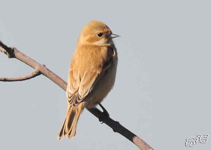 河北乐亭&nbsp;wbr路&nbsp;wbr新进账的鸟儿