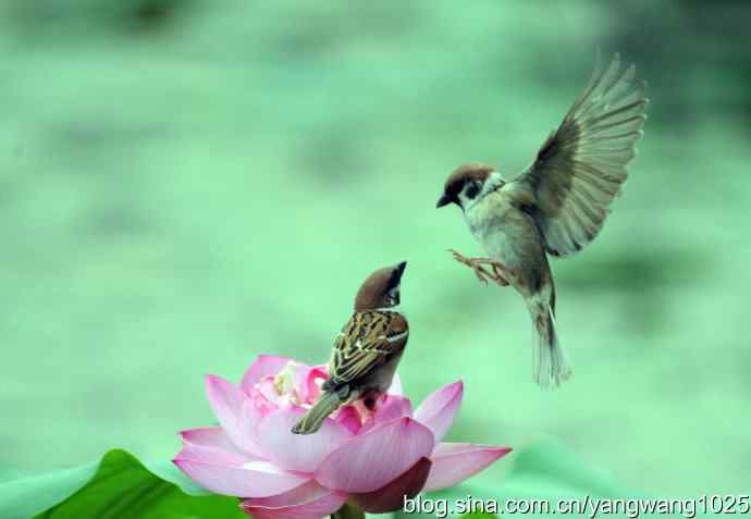 雀与荷 wbr4 雀与荷 wbr4