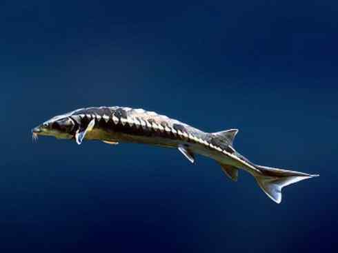 鱼类活化石:中华鲟 鱼类活化石:中华鲟