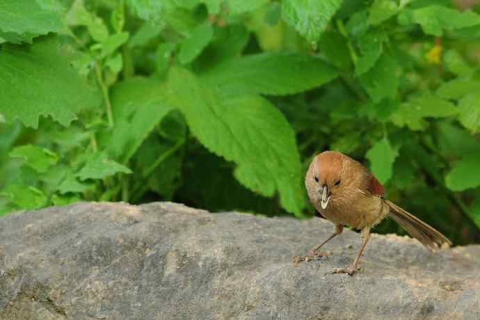 等待（南植收获）