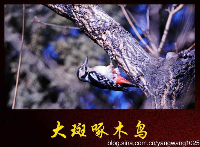 北京月坛公园的鸟类——大斑啄木鸟