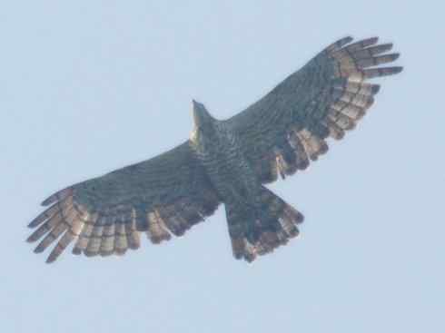 十大喜食蜂蜜动物：凤头蜂鹰