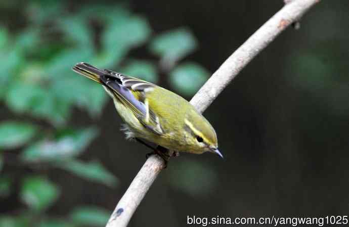 黄眉柳莺（13）