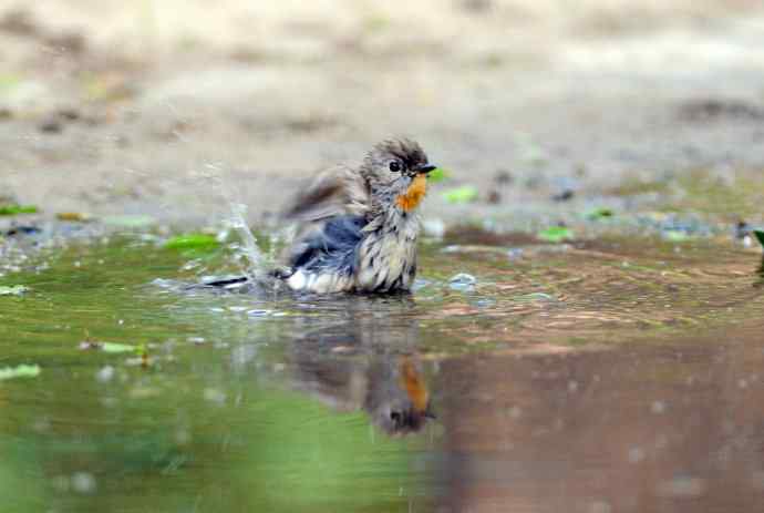 浴(红喉姬鹟) 浴(红喉姬鹟)