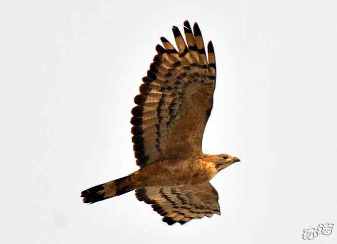 北京西山 wbr路 wbr凤头蜂鹰 北京西山 wbr路 wbr凤头蜂鹰