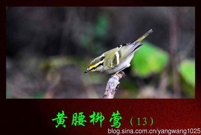 北京天坛公园的鸟类——黄腰柳莺(13)