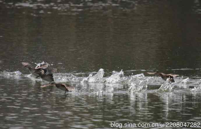 159.试用大白---家族