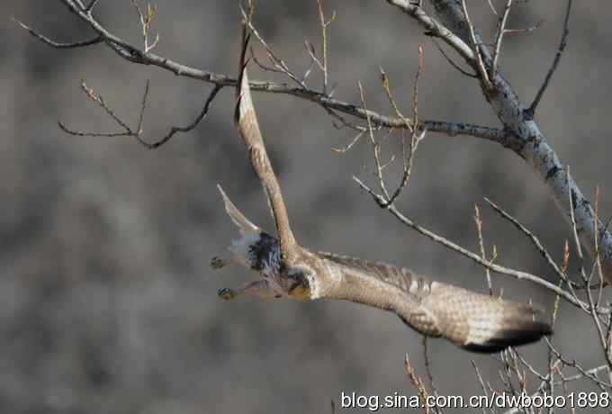 白河峡谷：鹮嘴儿小猫拍不够