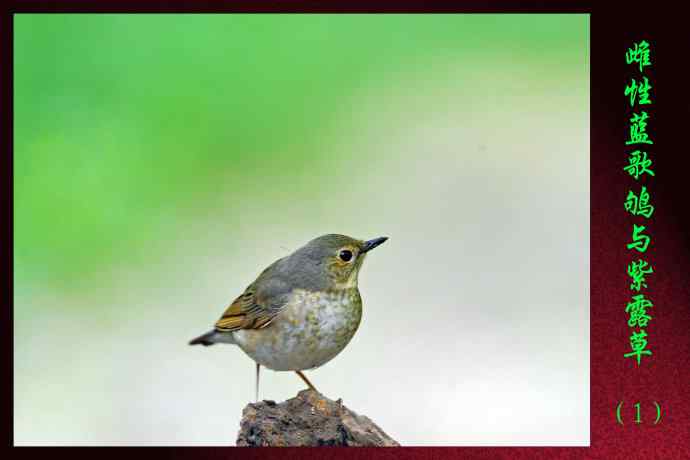 北京天坛公园的鸟类——雌性蓝歌鸲与紫露草（1）