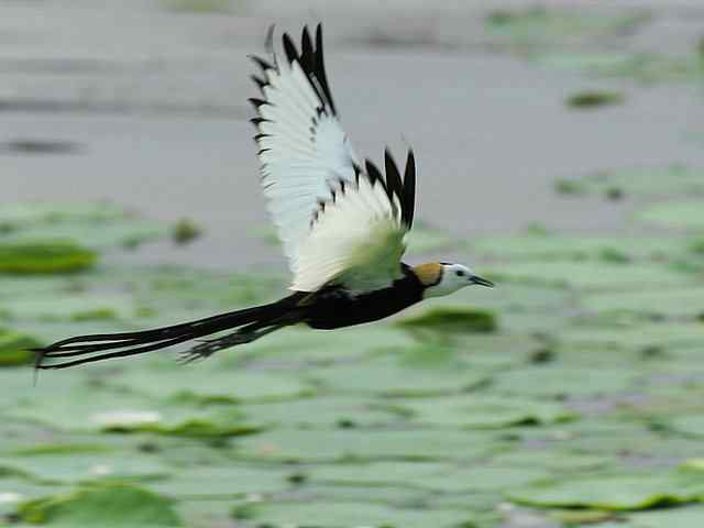 衡水湖印象(彩鹬及其它)