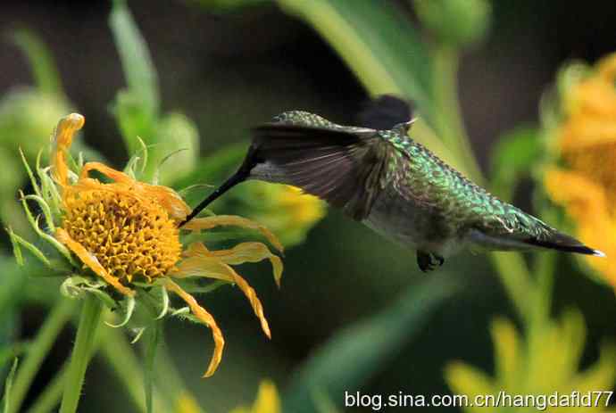 蜂鸟与向日葵（2）