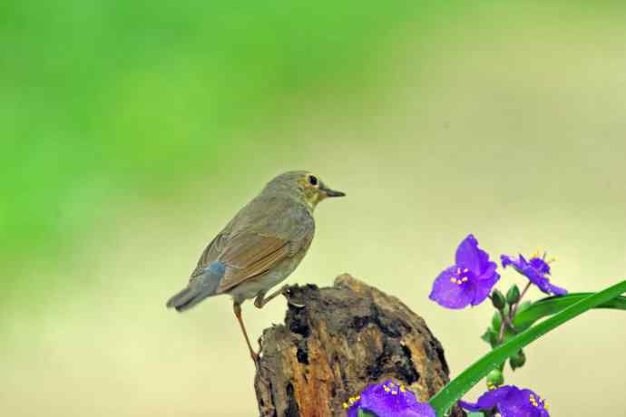 雌性蓝歌鸲与紫露草（3）