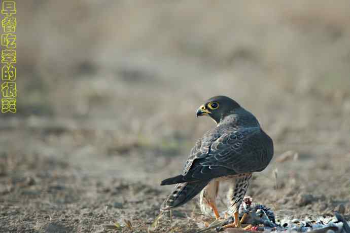 野鸭湖：游隼的早餐