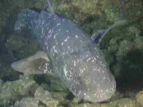 鱼类活化石：矛尾鱼