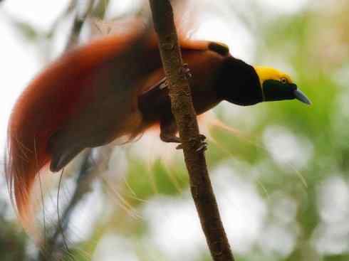 美丽无罪：雀鸟之极乐鸟