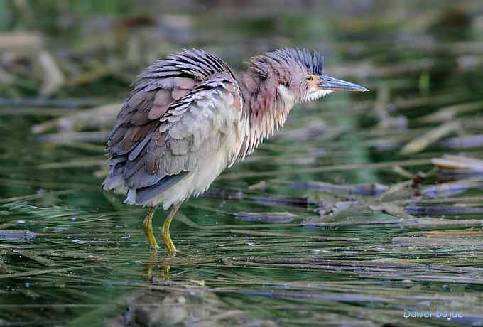植物园:紫背.白眉和绿啄
