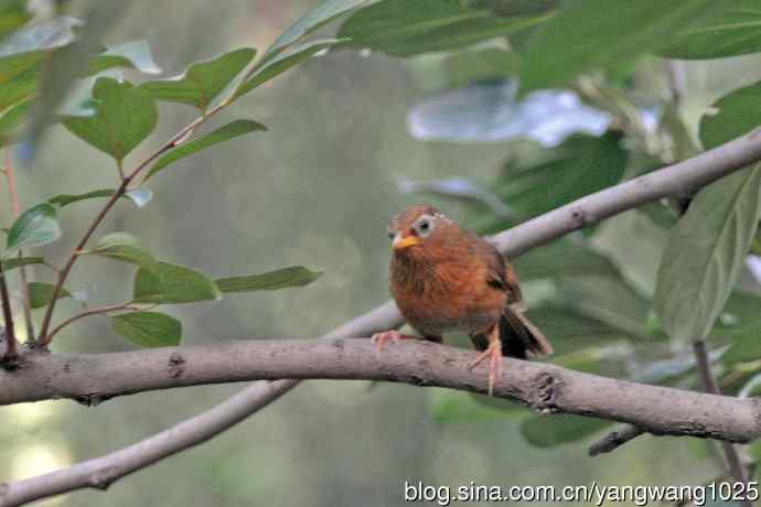 画眉鸟（记录版）