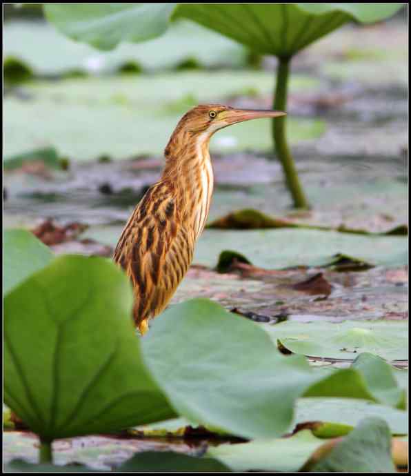 青年黄苇鳽和青年黑水鸡