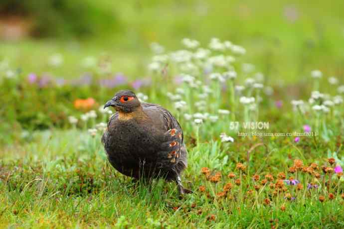 可爱的四川雉鹑