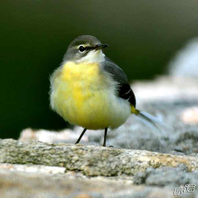 河北平山拍鸟——灰鹡鸰
