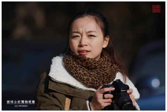 蓝额红尾鸲?似乎不是