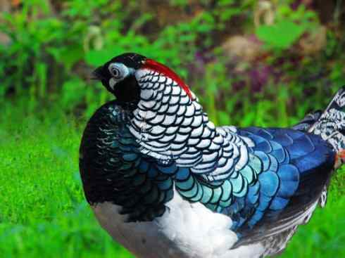 凤凰：传说中的鸟原型探秘（锦鸡）