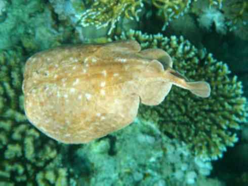 鱼类活化石：锯鳐