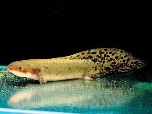 鱼类活化石:澳洲肺鱼 鱼类活化石:澳洲肺鱼